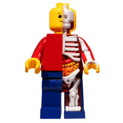 Jason Freeny Supersized Micro Anatomic (Junior)