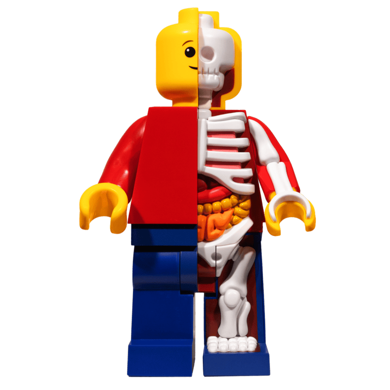 Jason Freeny Supersized Micro Anatomic (Junior)