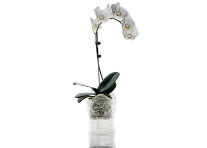 Mr. Flower Fantastic AJ3 (NTWRK Exclusive) Planter